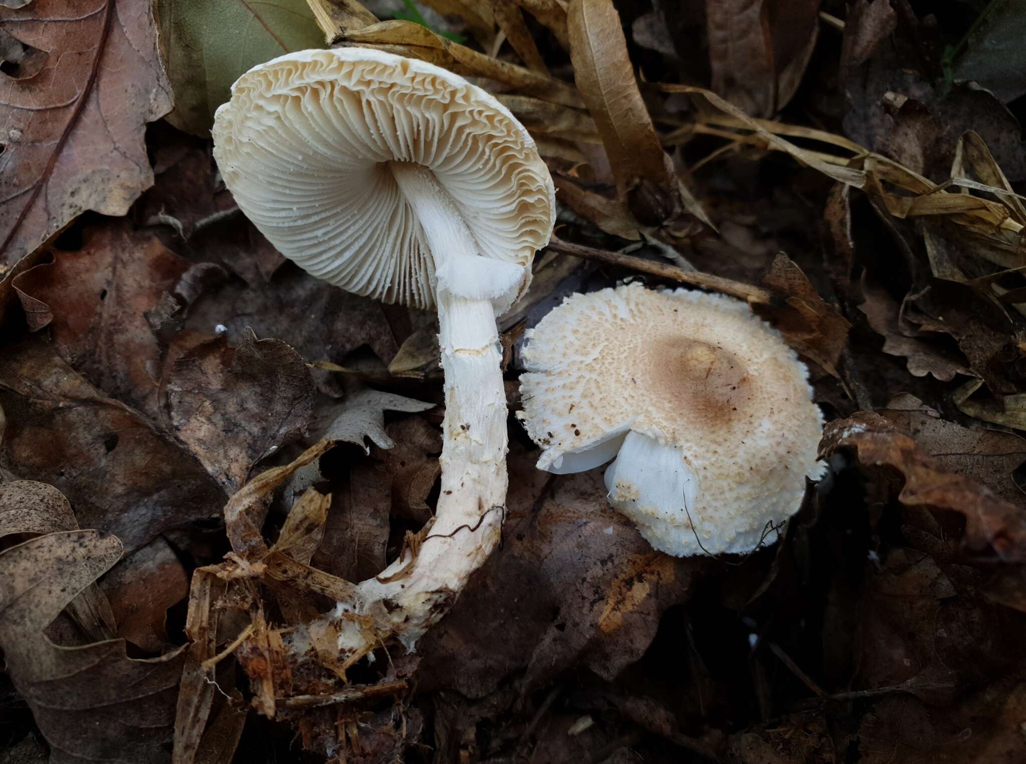 Lepiota ignivolvata Bousset & Joss. ex Joss. 1990 resmi