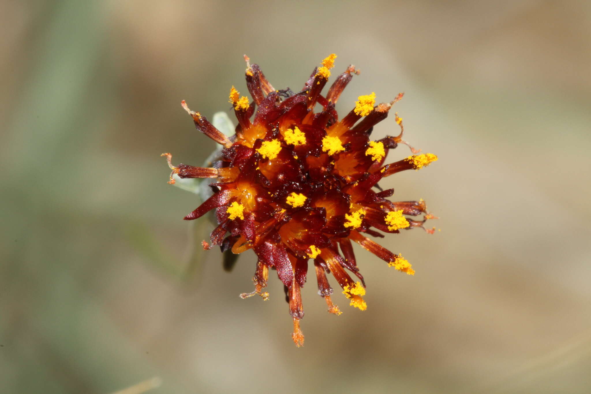 Image of Colorado greenthread