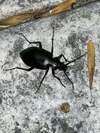 Image of Calosoma (Carabosoma) angulatum Chevrolat 1834