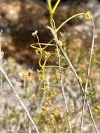 Image de Drosera erythrogyne N. Marchant & Lowrie