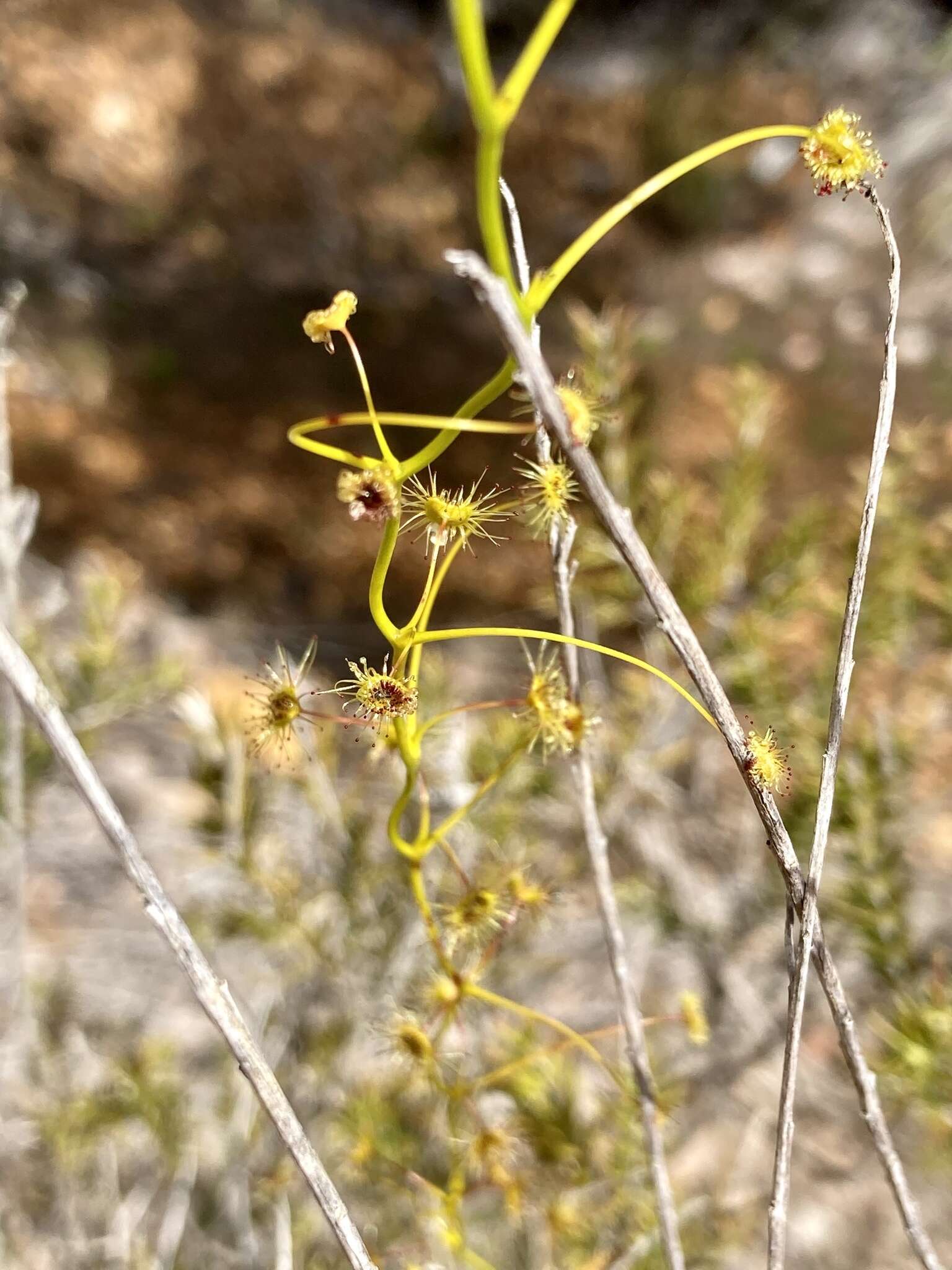 Image de Drosera erythrogyne N. Marchant & Lowrie