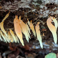 Image de Mucronella pendula (Massee) R. H. Petersen 1980