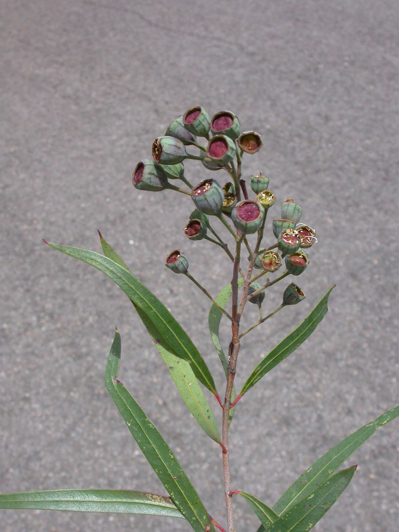 Image of Angophora bakeri E. C. Hall