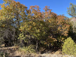 Image of Chisos red oak