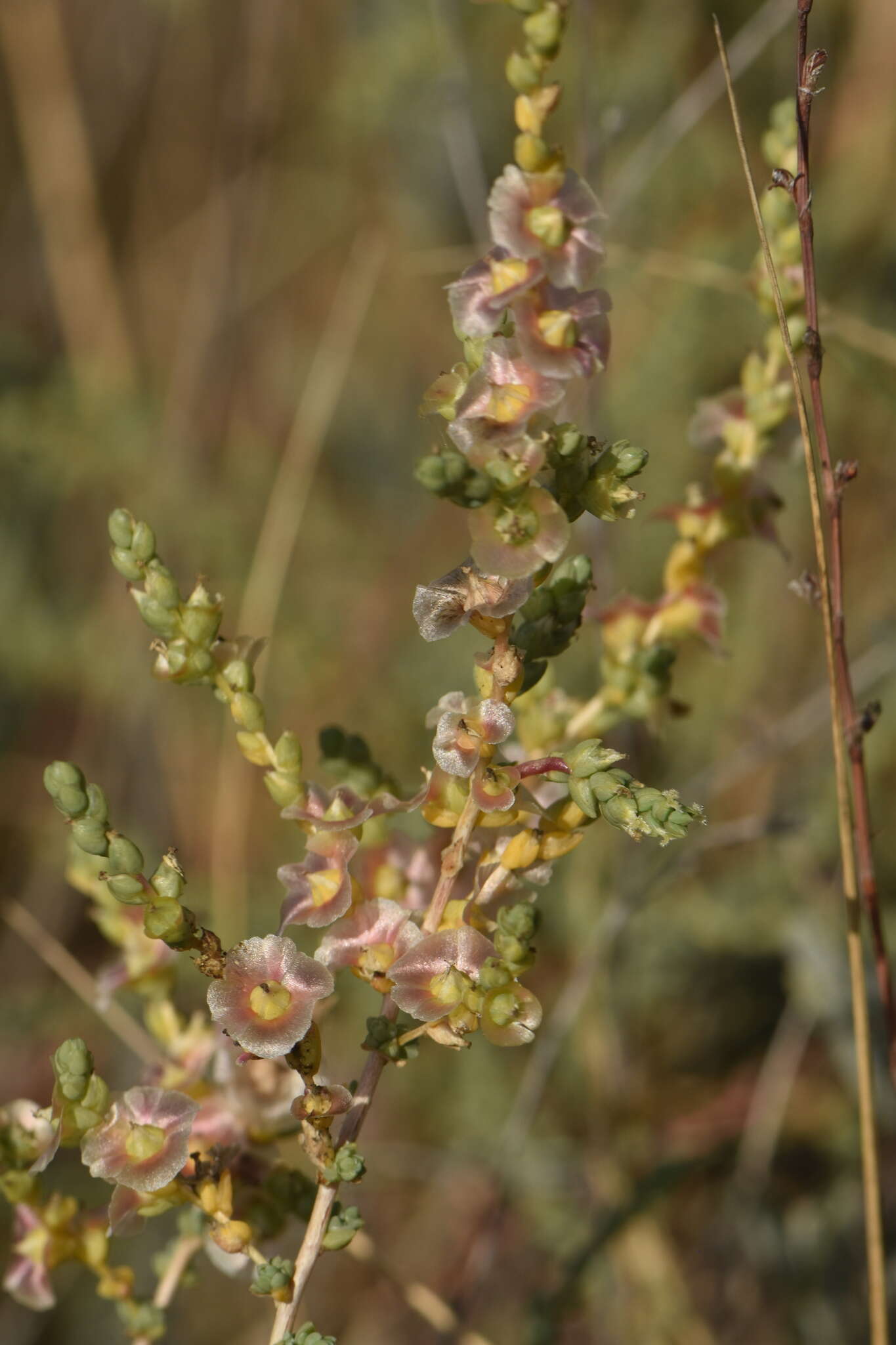 Image of Nitrosalsola vermiculata (L.) Theodorova