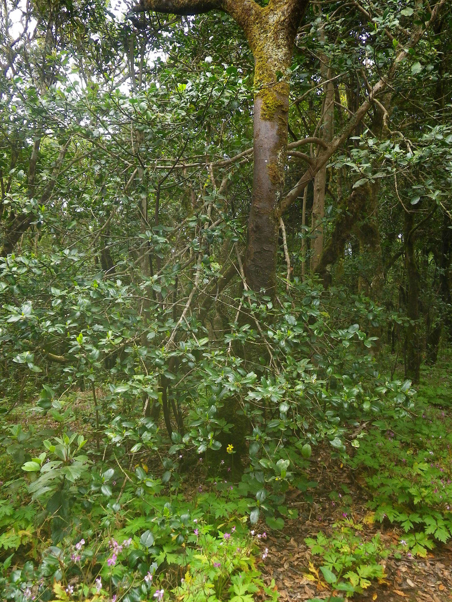 Imagem de Ilex canariensis Poir.