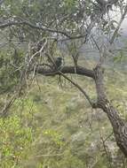 Image of Mascarene Paradise Flycatcher