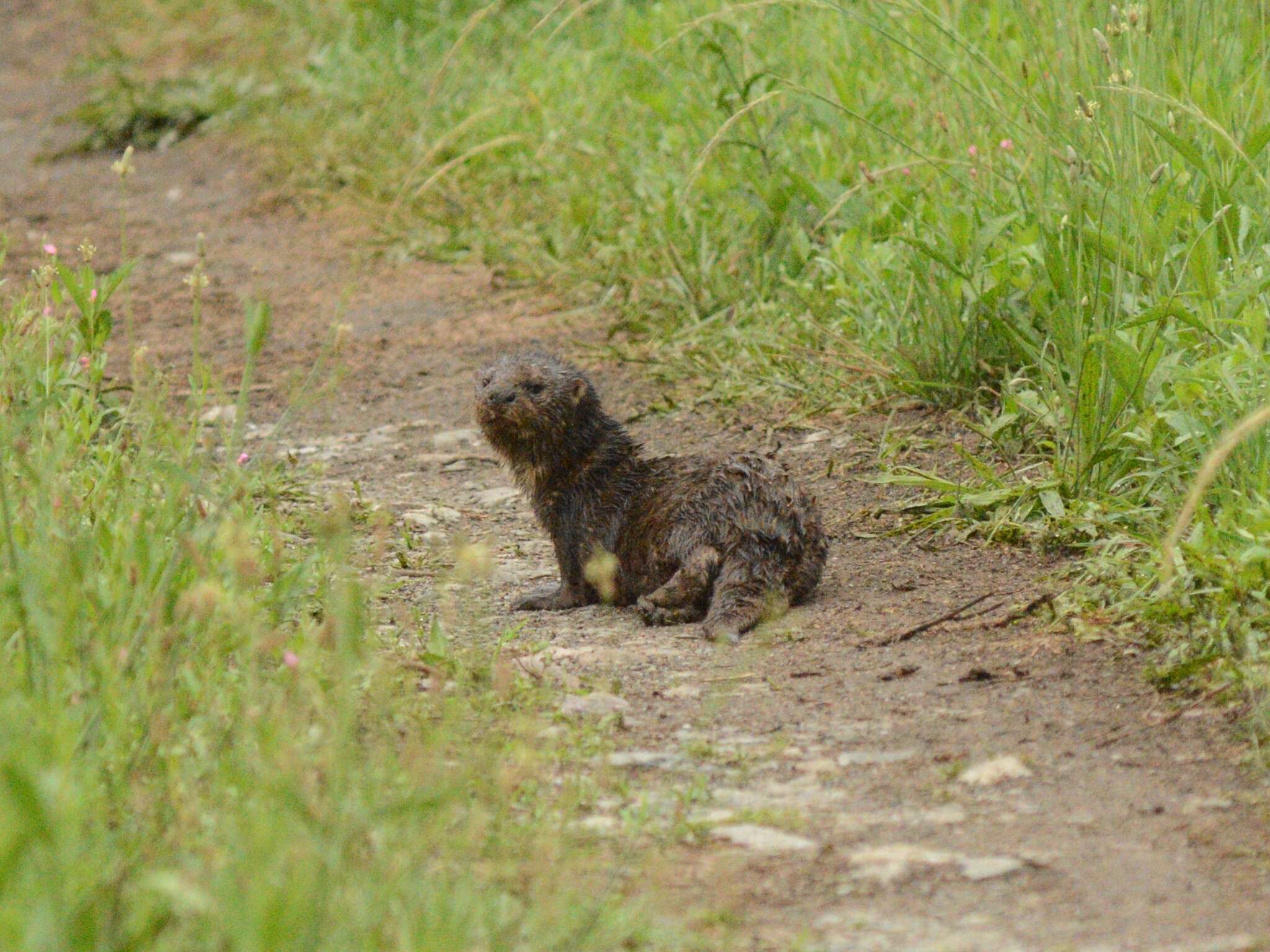 Image of Spotted-necked otter
