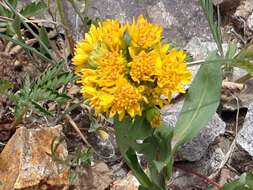 Image of Parry's goldenrod