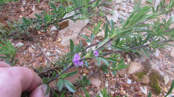 Plancia ëd Otholobium bolusii (H. M. L. Forbes) C. H. Stirt.