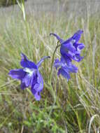 Image of royal larkspur