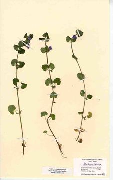 Image of ground ivy