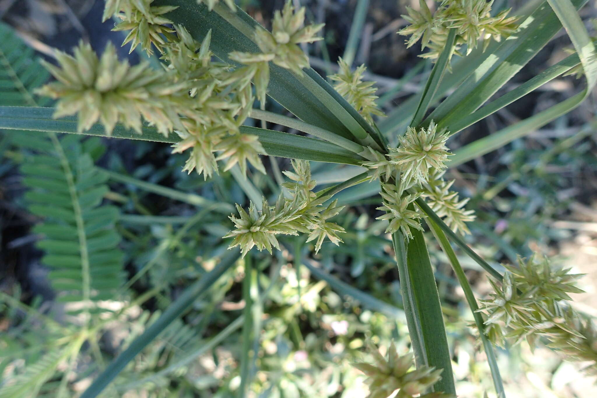 Слика од Cyperus javanicus Houtt.