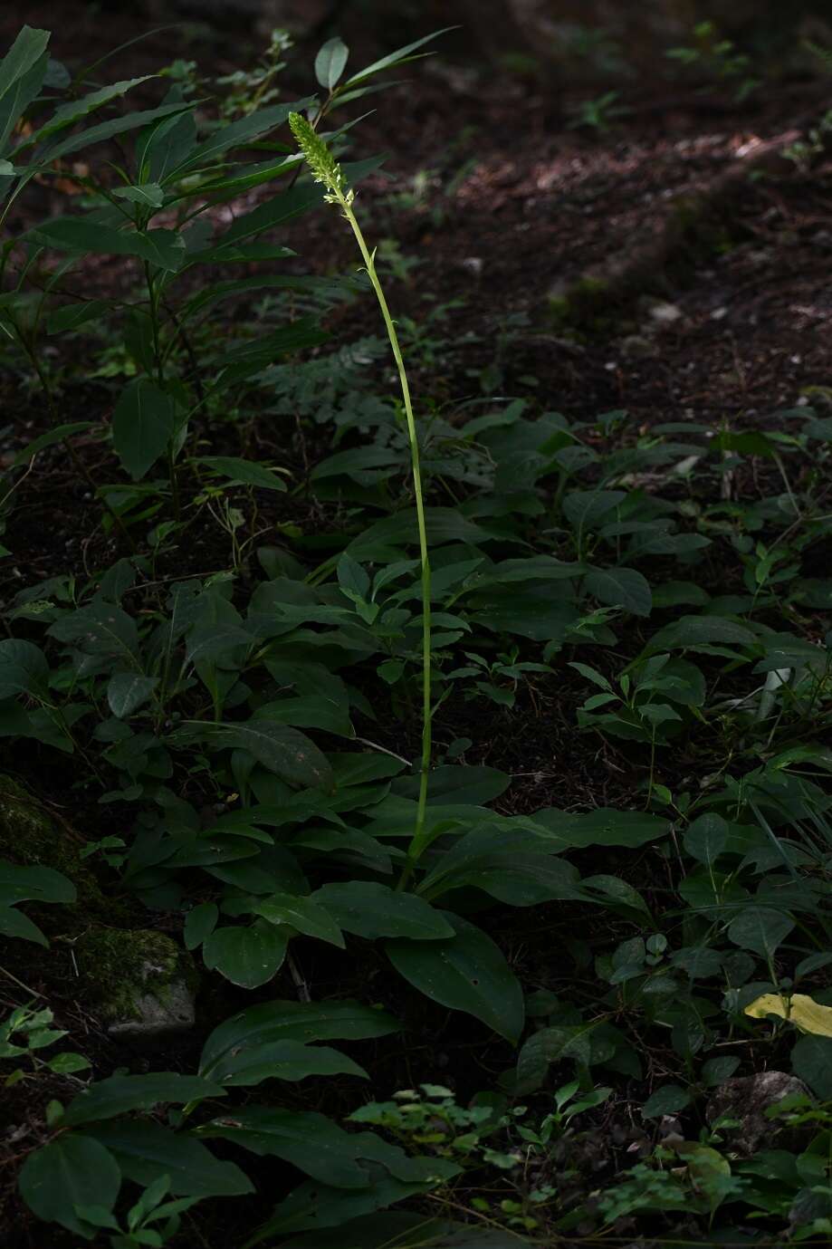 Image of Ponthieva mexicana (A. Rich. & Galeotti) Salazar