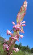 Image of Satyrium longicauda var. jacottetianum (Kraenzl.) A. V. Hall