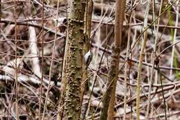 Image of treecreepers