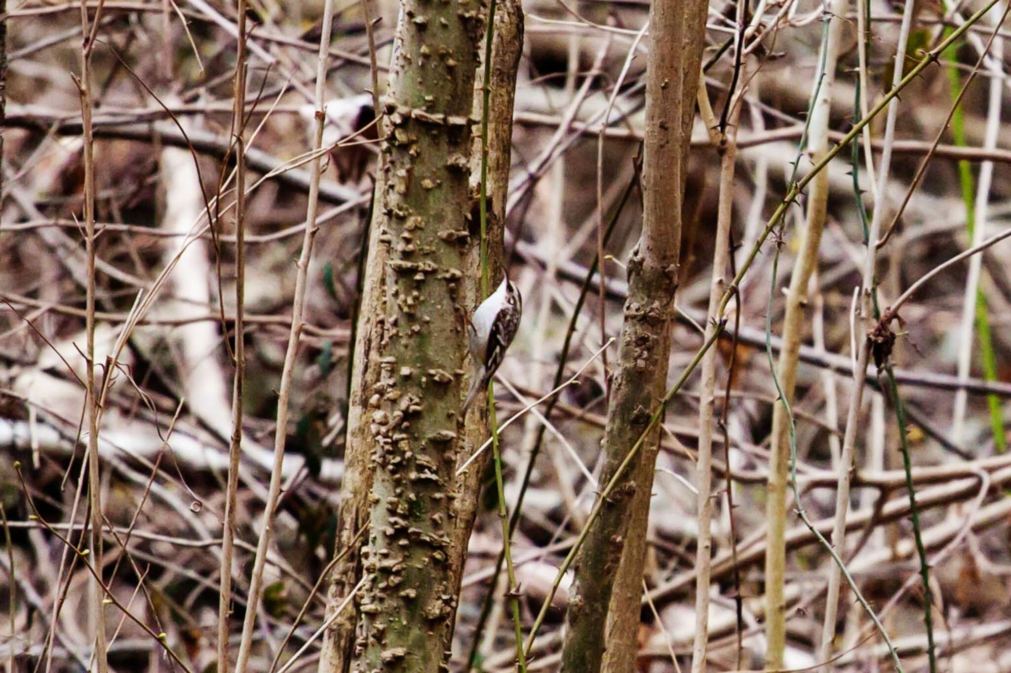 Image of treecreepers