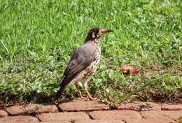 Plancia ëd Turdus litsitsirupa (Smith & A 1836)