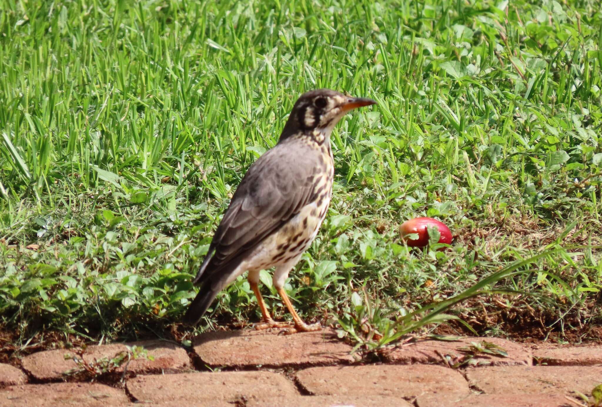 Plancia ëd Turdus litsitsirupa (Smith & A 1836)