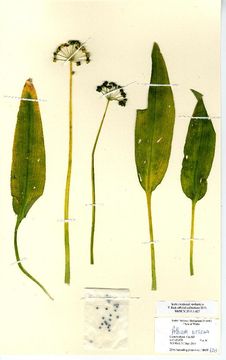 Image of Ramsons