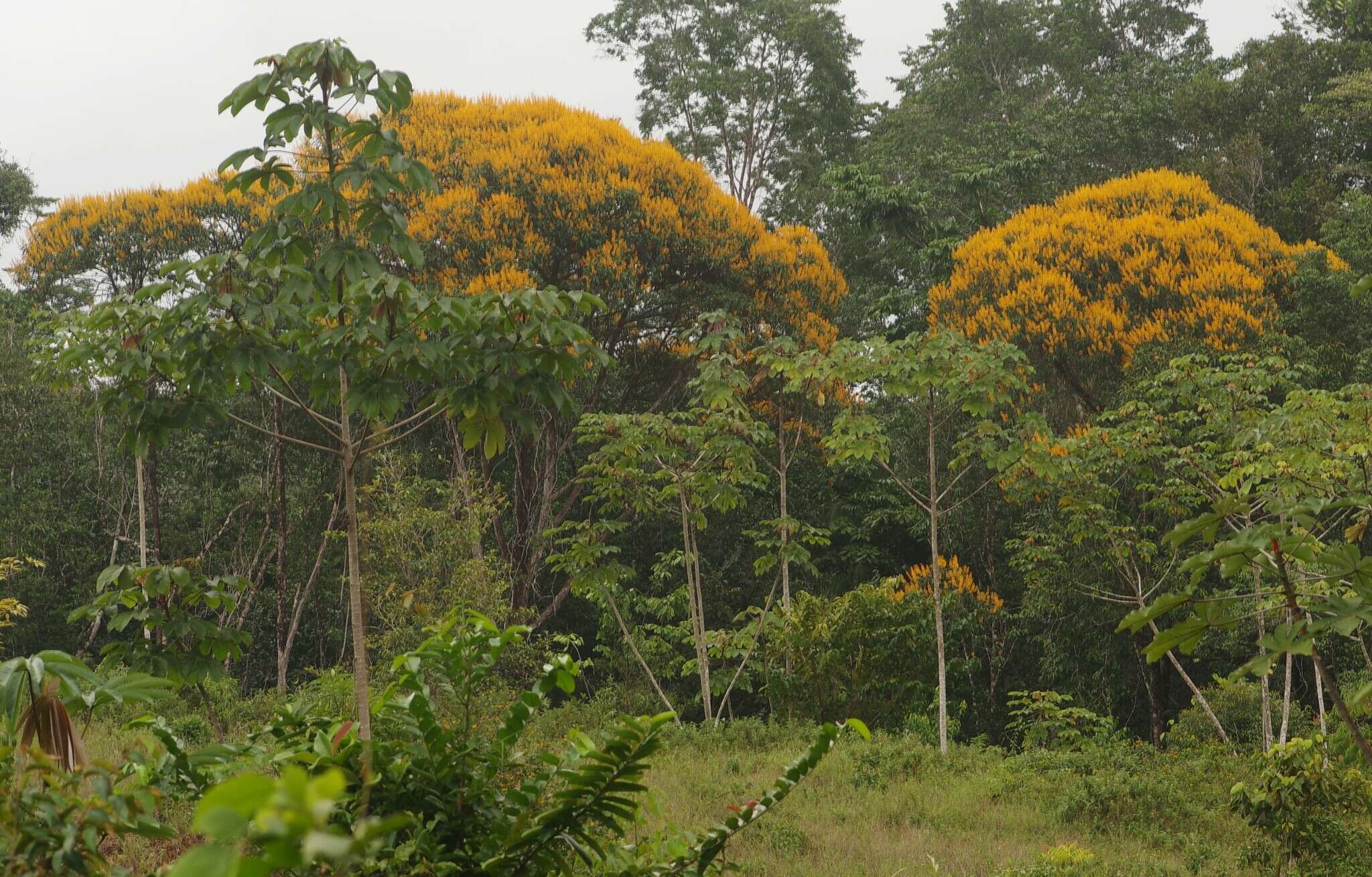 Image of Vochysia sabatieri L. Marcano-Berti