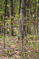 صورة Rhododendron cumberlandense E. L. Braun