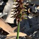 Image of Genoplesium nudiscapum (Hook. fil.) D. L. Jones & M. A. Clem.