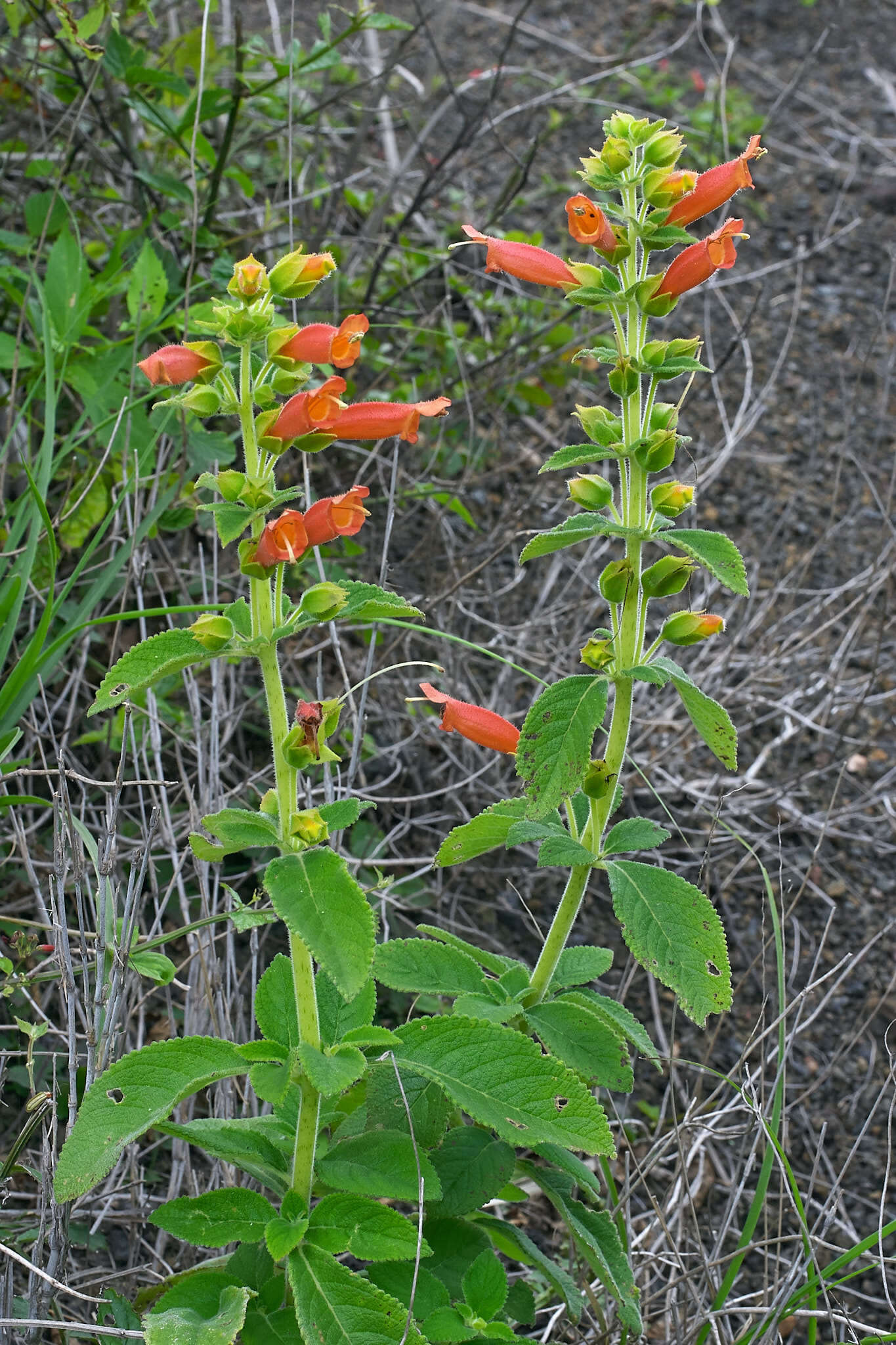Image of Sinningia incarnata (Aubl.) Denham