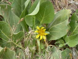 Image of southern mule-ears