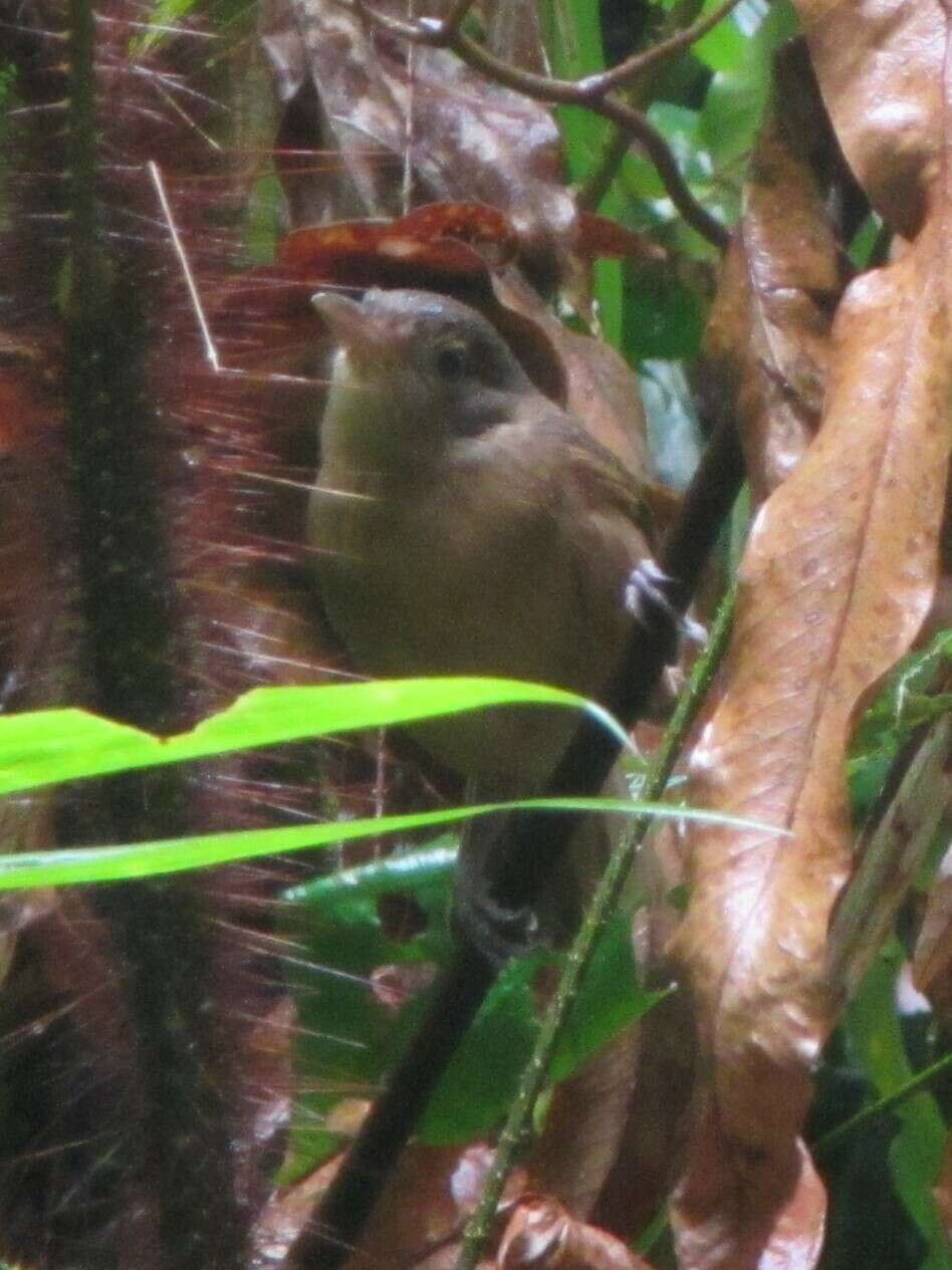 Sivun Colluricincla rufogaster griseata (Gray & GR 1858) kuva