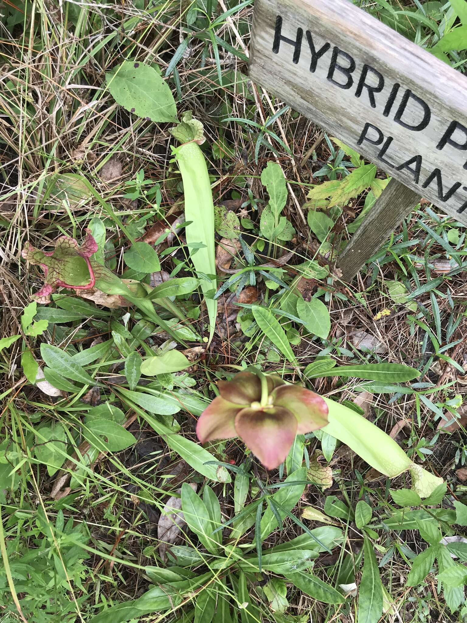 Image of pitcherplant