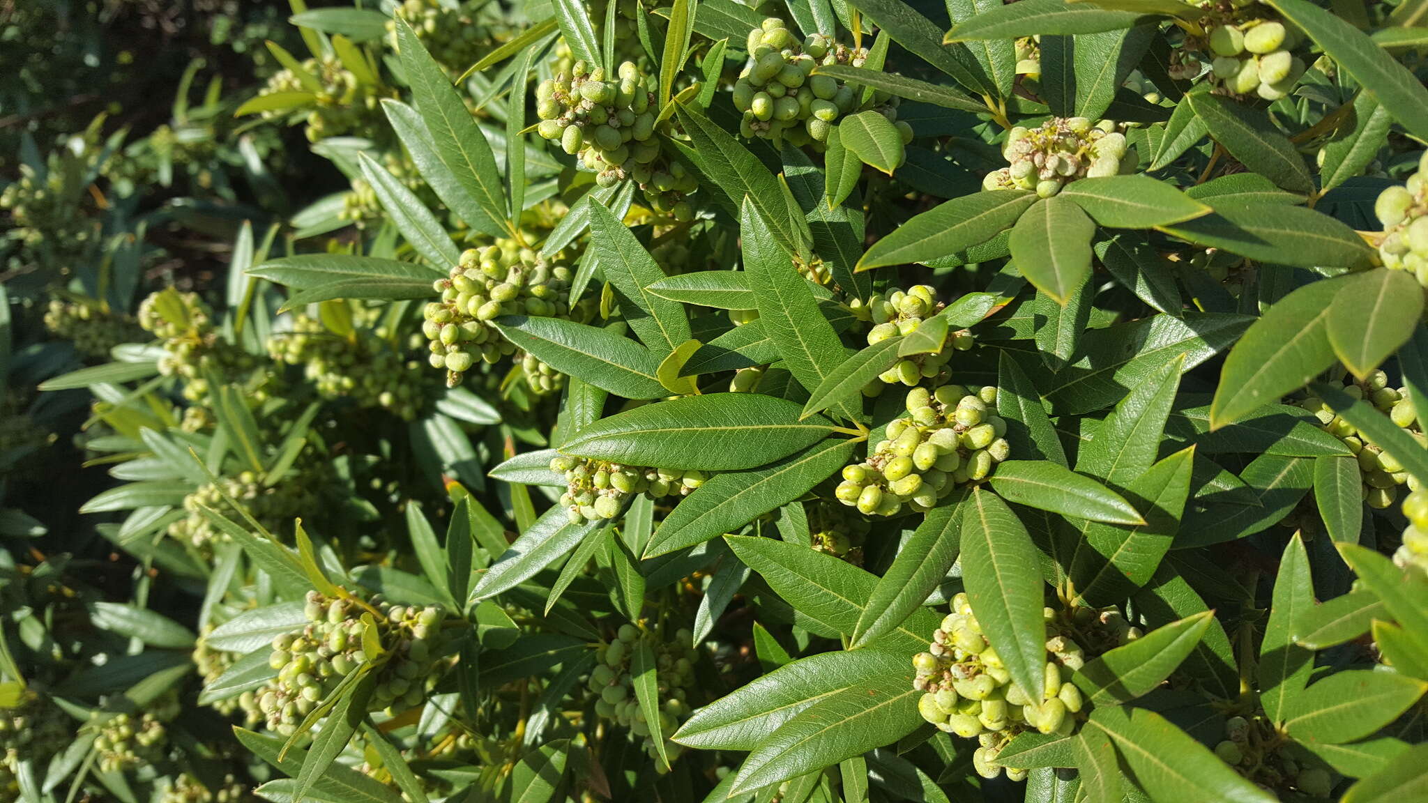 Слика од Searsia angustifolia (L.) F. A. Barkley