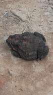 Image of Himalayan Toad