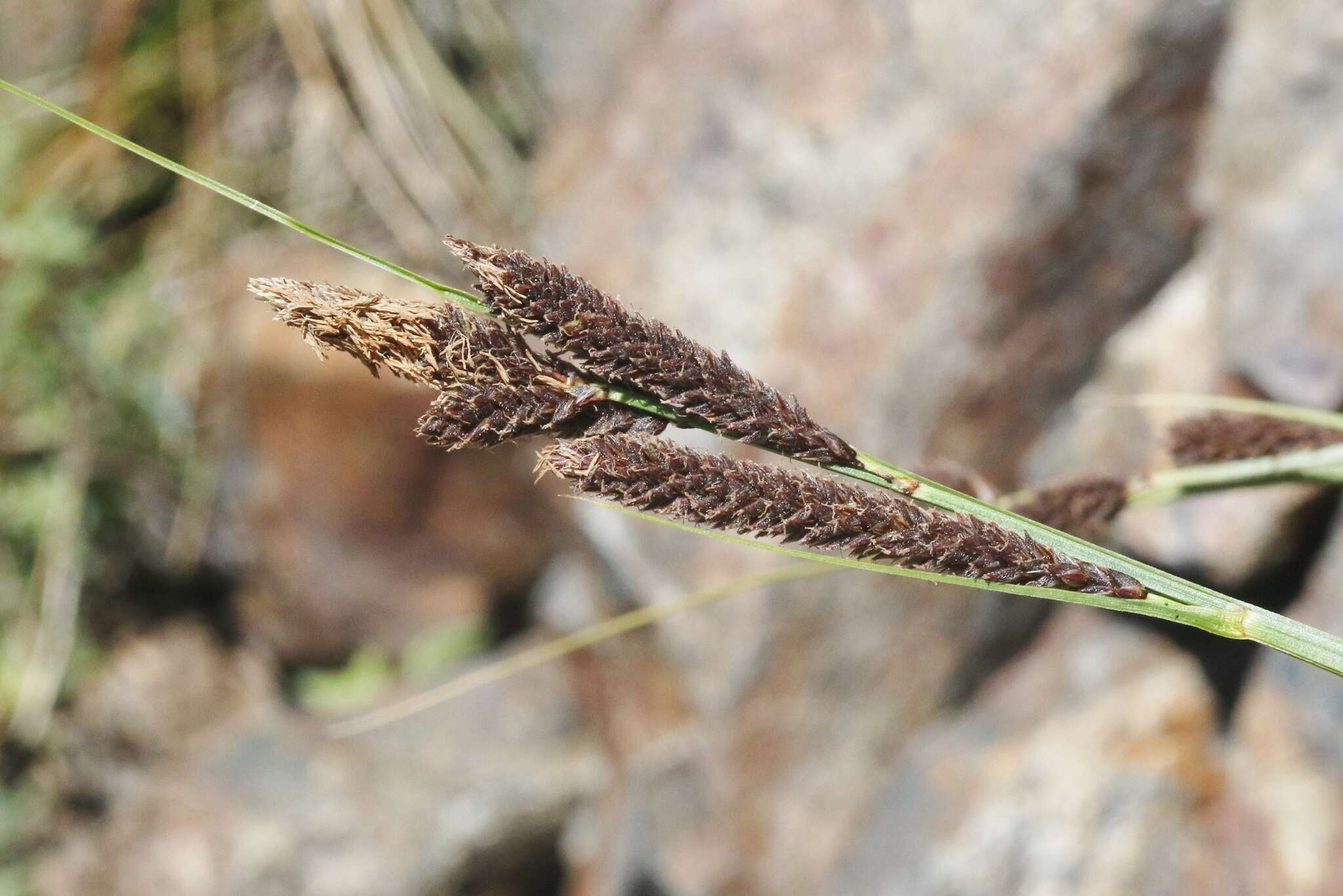 Image of Congdon's sedge