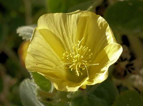 Imagem de Abutilon leucopetalum (F. Müll.) Benth.