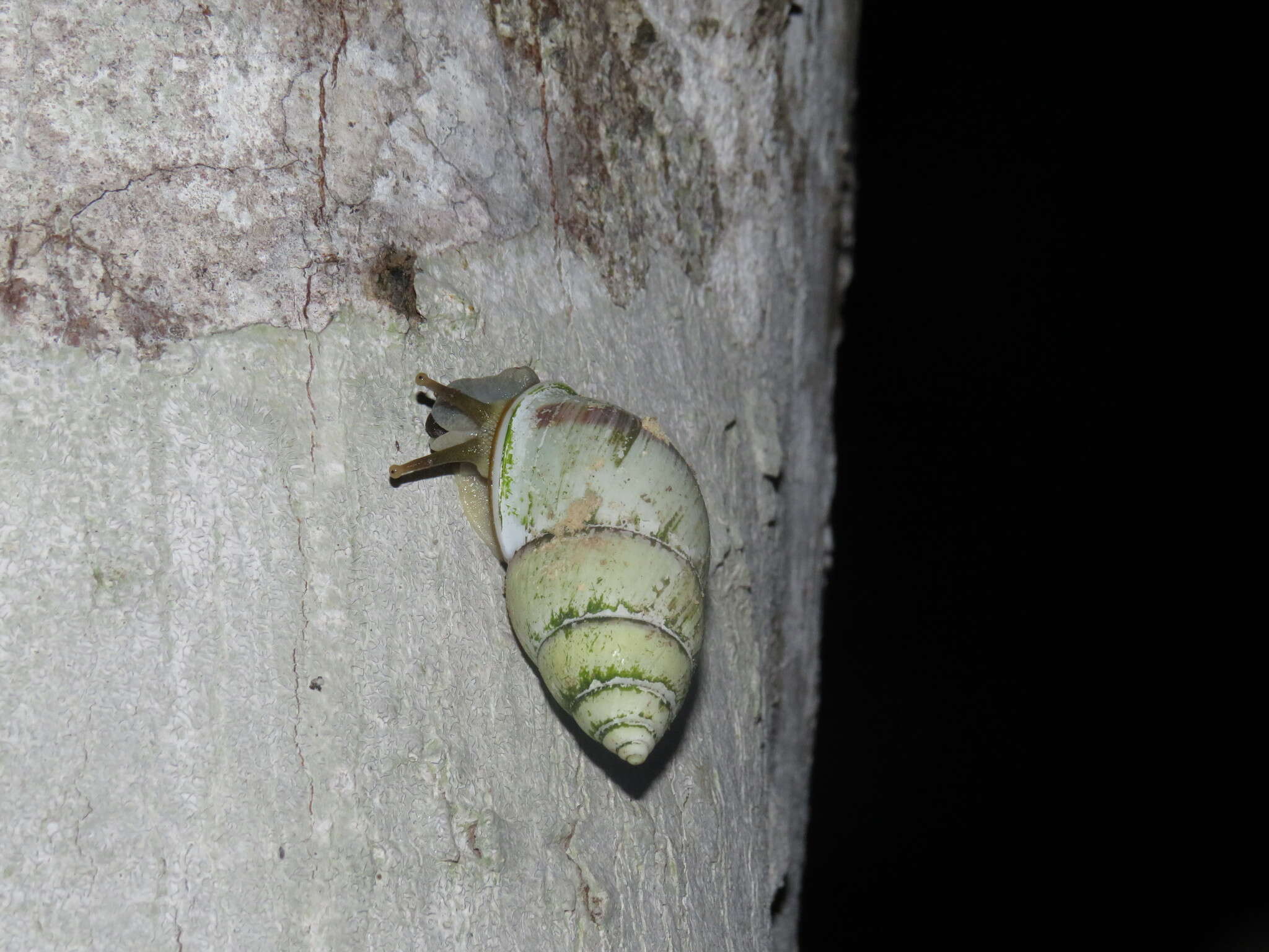 Image de <i>Amphidromus palaceus</i>