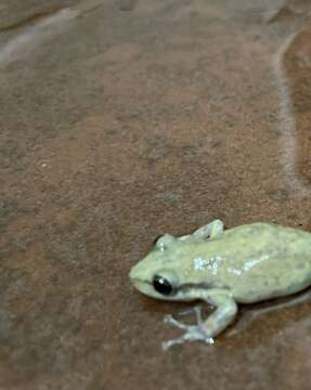 Image of Brown-bordered Snouted Treefrog