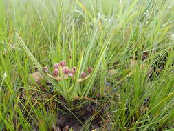 Слика од Asclepias crassinervis N. E. Br.