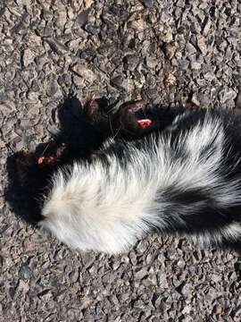 Image of Hooded Skunk