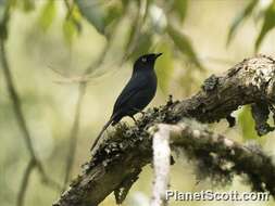 Plancia ëd Melaenornis ardesiacus Berlioz 1936