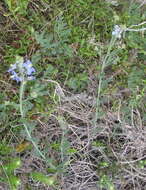 Image of Heliophila linearis var. linearis