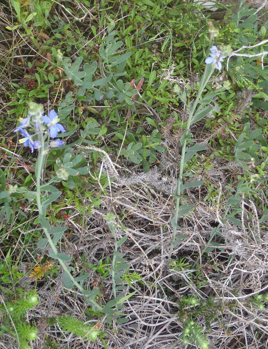 Image of Heliophila linearis var. linearis