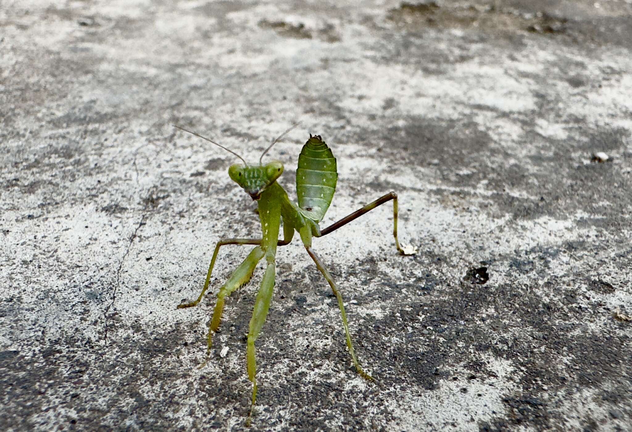 Image of Hierodula bhamoana Giglio-Tos 1912