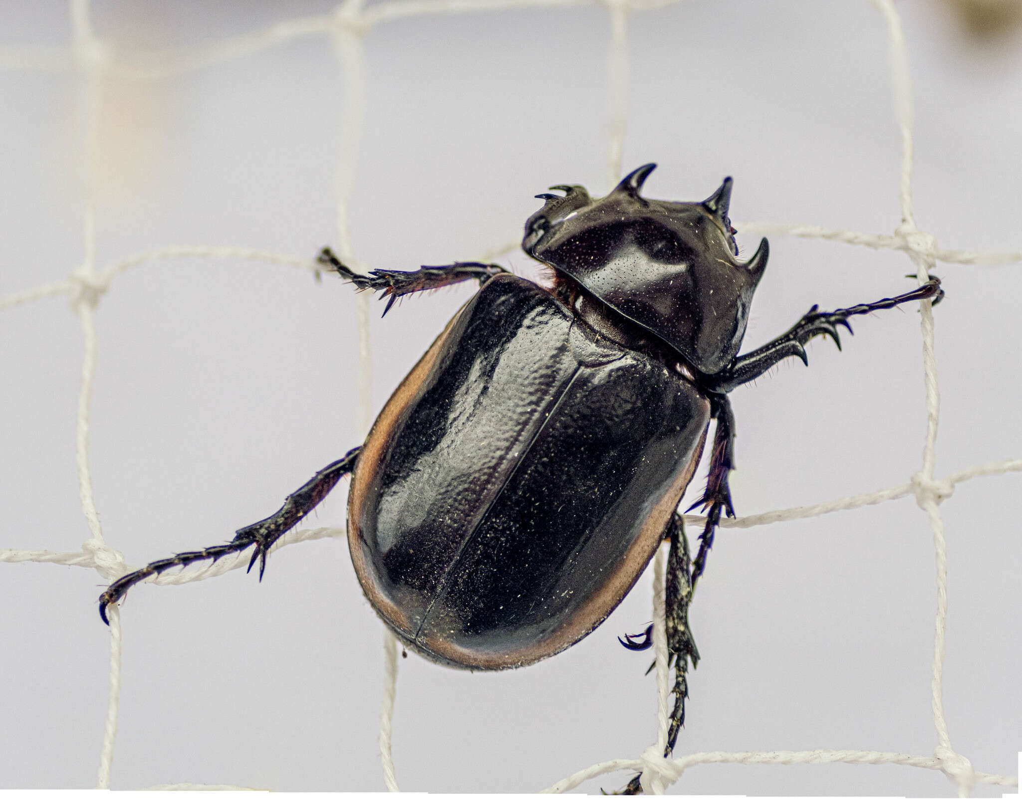 Image of Eupatorus hardwickii (Hope 1831)