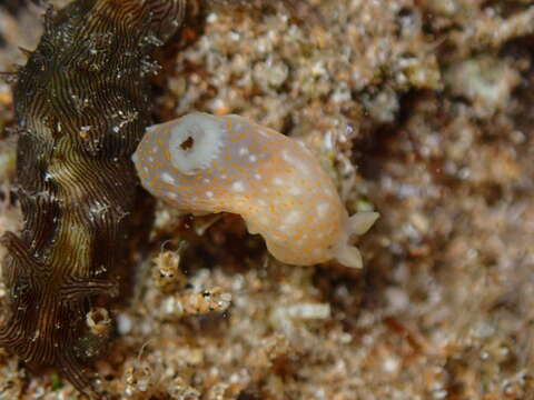 Imagem de Gymnodoris okinawae Baba 1936