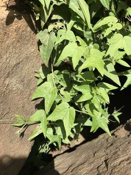 Passiflora capsularis L. resmi