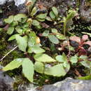 Imagem de Elaphoglossum spatulatum (Bory) Moore