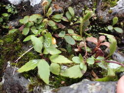 Image of Elaphoglossum spatulatum (Bory) Moore