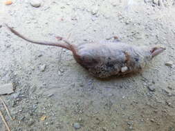 Image of Iberian Shrew