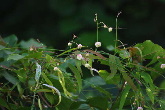 Image of Rosy Milkweed Vine